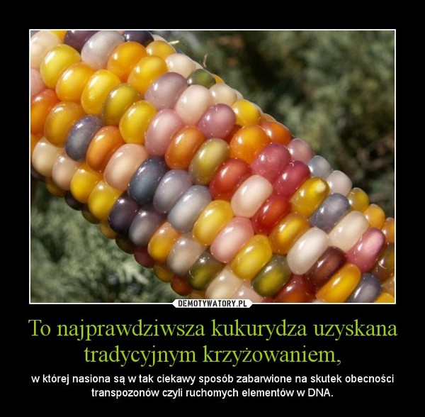 To najprawdziwsza kukurydza uzyskana tradycyjnym krzyżowaniem, – w której nasiona są w tak ciekawy sposób zabarwione na skutek obecności transpozonów czyli ruchomych elementów w DNA. 