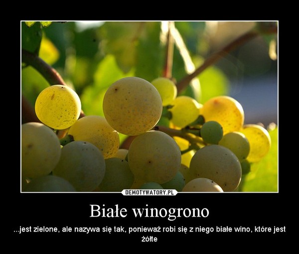 Białe winogrono –  ...jest zielone, ale nazywa się tak, ponieważ robi się z niego białe wino, które jest żółte 