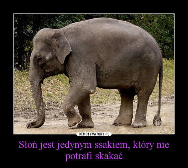 Słoń jest jedynym ssakiem, który nie potrafi skakać –  