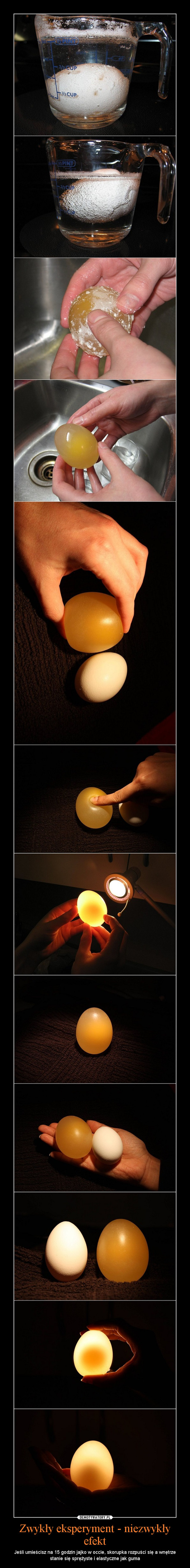 Zwykły eksperyment - niezwykły efekt – Jeśli umieścisz na 15 godzin jajko w occie, skorupka rozpuści się a wnętrze stanie się sprężyste i elastyczne jak guma 