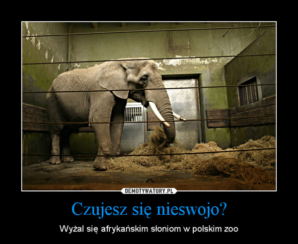 Czujesz się nieswojo? – Wyżal się afrykańskim słoniom w polskim zoo 