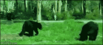 Przyrodnicy obserwujący niedźwiedzie mają zwyczaj jakoś je nazywać – I tak jeden z nich został Najmanem 