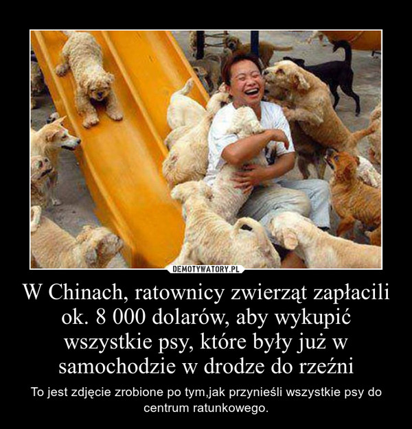 W Chinach, ratownicy zwierząt zapłacili ok. 8 000 dolarów, aby wykupić wszystkie psy, które były już w samochodzie w drodze do rzeźni – To jest zdjęcie zrobione po tym,jak przynieśli wszystkie psy do centrum ratunkowego. 