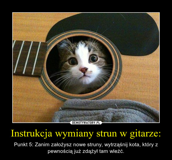 Instrukcja wymiany strun w gitarze: – Punkt 5: Zanim założysz nowe struny, wytrząśnij kota, który z pewnością już zdążył tam wleźć. 