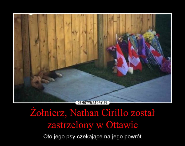 Żołnierz, Nathan Cirillo został zastrzelony w Ottawie – Oto jego psy czekające na jego powrót 