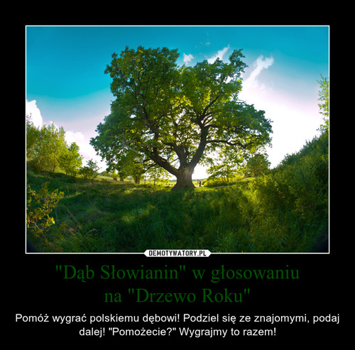 "Dąb Słowianin" w głosowaniu
na "Drzewo Roku"