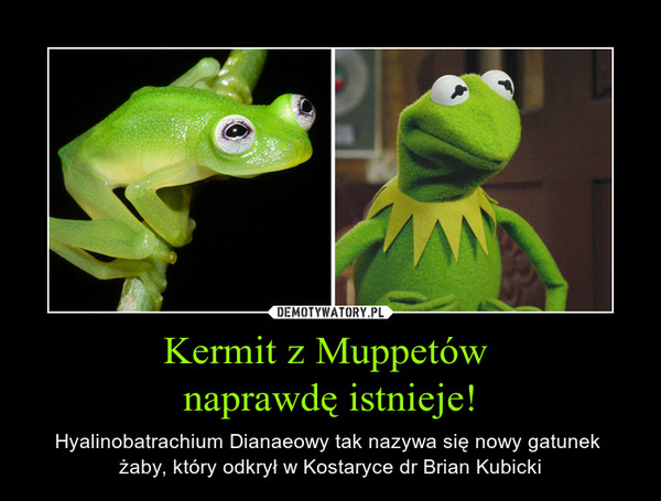 Kermit z Muppetów naprawdę istnieje! – Hyalinobatrachium Dianaeowy tak nazywa się nowy gatunek żaby, który odkrył w Kostaryce dr Brian Kubicki 