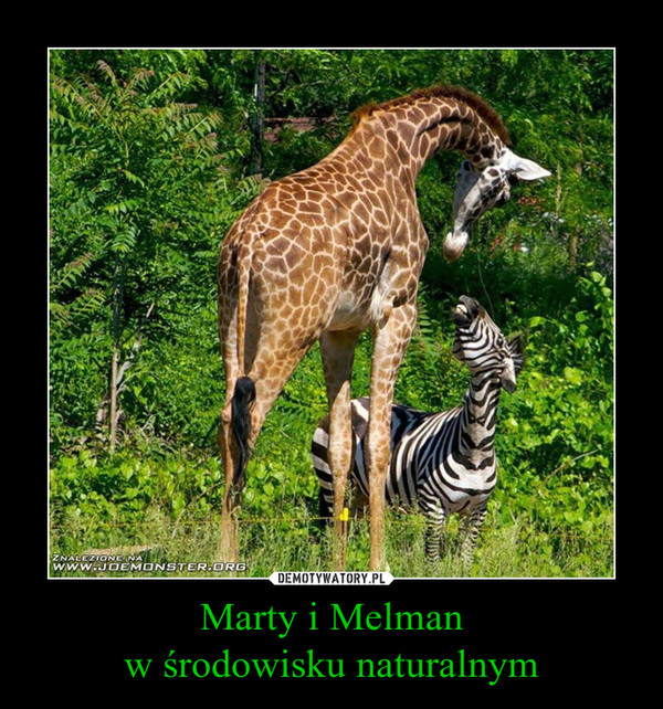 Marty i Melman
w środowisku naturalnym