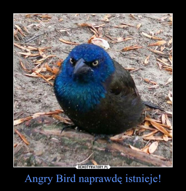 Angry Bird naprawdę istnieje!