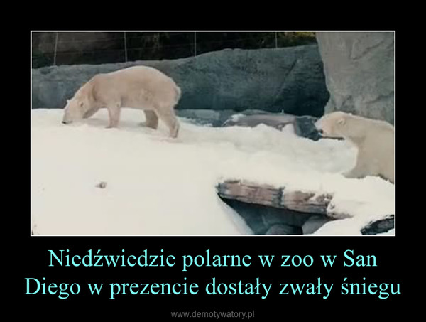 Niedźwiedzie polarne w zoo w San Diego w prezencie dostały zwały śniegu –  