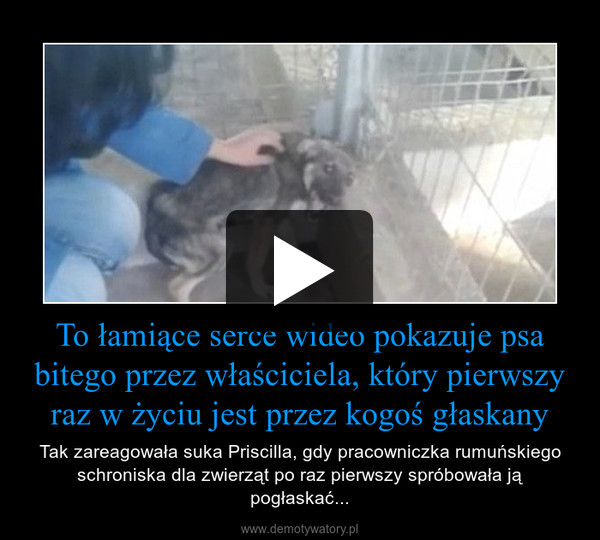 To łamiące serce wideo pokazuje psa bitego przez właściciela, który pierwszy raz w życiu jest przez kogoś głaskany – Tak zareagowała suka Priscilla, gdy pracowniczka rumuńskiego schroniska dla zwierząt po raz pierwszy spróbowała ją pogłaskać... 