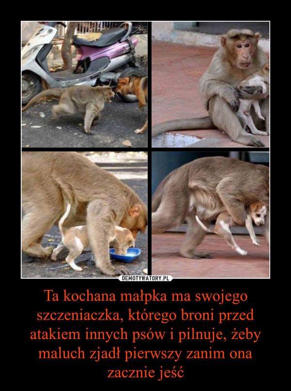 Ta kochana małpka ma swojego szczeniaczka, którego broni przed atakiem innych psów i pilnuje, żeby maluch zjadł pierwszy zanim ona zacznie jeść –  