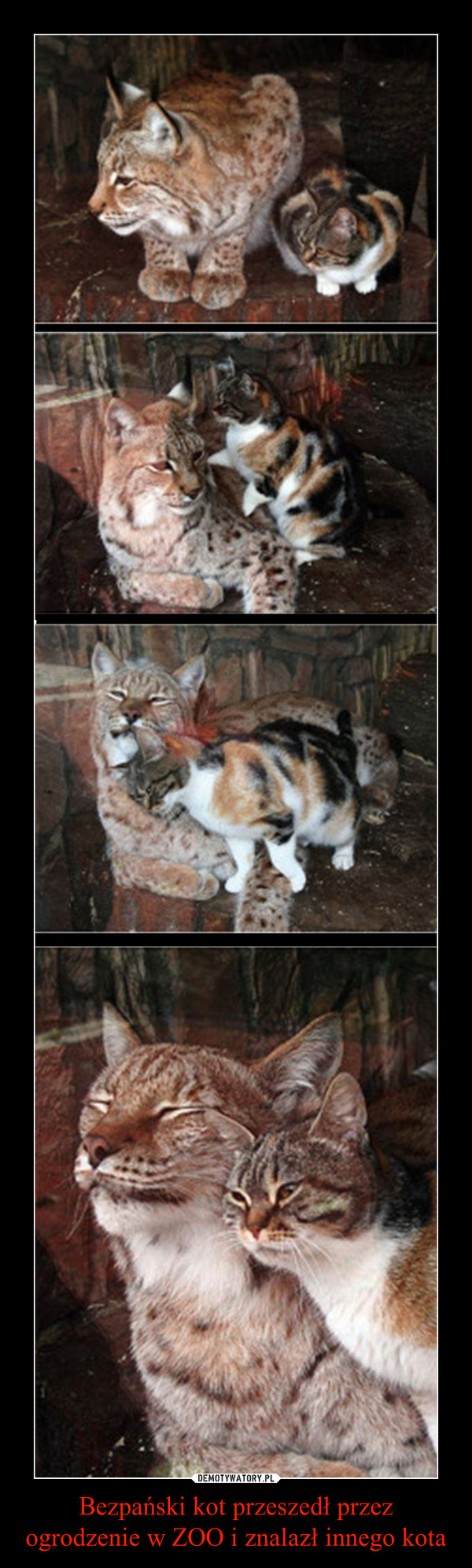 Bezpański kot przeszedł przez ogrodzenie w ZOO i znalazł innego kota –  