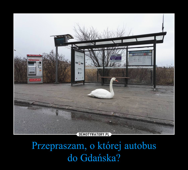 Przepraszam, o której autobusdo Gdańska? –  