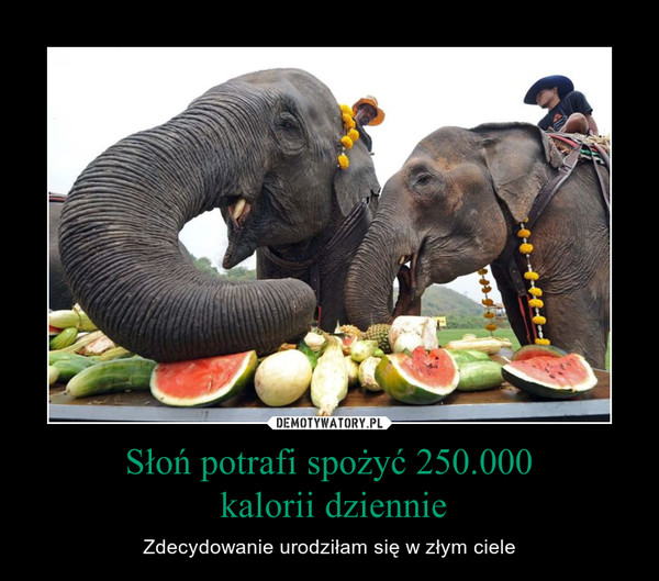 Słoń potrafi spożyć 250.000
 kalorii dziennie