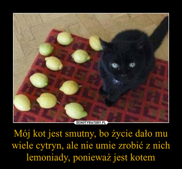 Mój kot jest smutny, bo życie dało mu wiele cytryn, ale nie umie zrobić z nich lemoniady, ponieważ jest kotem –  