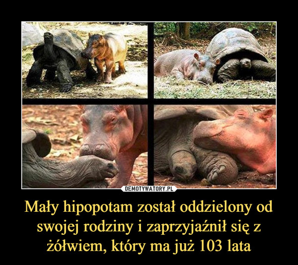 Mały hipopotam został oddzielony od swojej rodziny i zaprzyjaźnił się z żółwiem, który ma już 103 lata –  