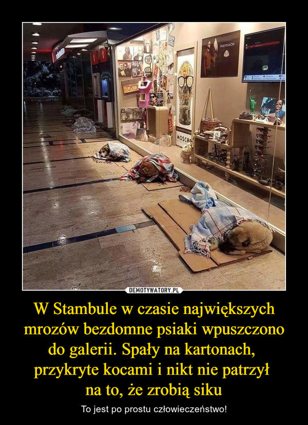 W Stambule w czasie największych mrozów bezdomne psiaki wpuszczono do galerii. Spały na kartonach, przykryte kocami i nikt nie patrzył na to, że zrobią siku – To jest po prostu człowieczeństwo! 
