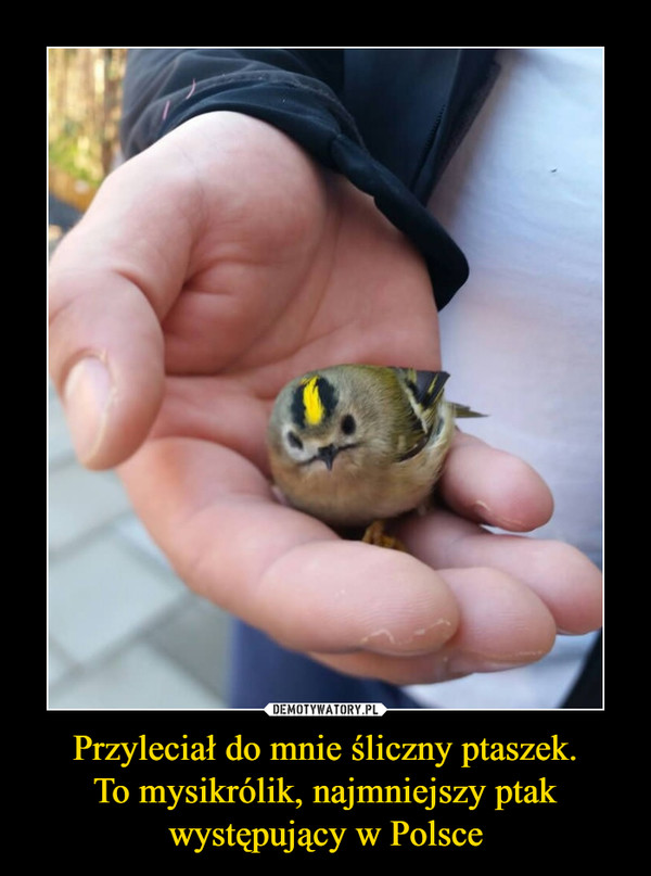 Przyleciał do mnie śliczny ptaszek.
To mysikrólik, najmniejszy ptak występujący w Polsce