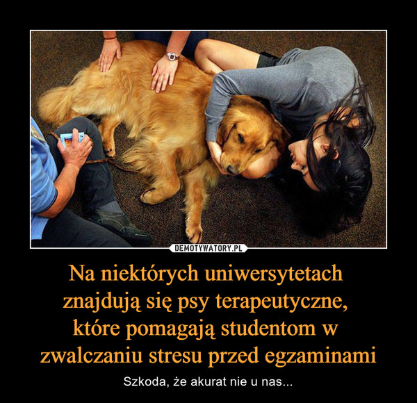 Na niektórych uniwersytetach znajdują się psy terapeutyczne, które pomagają studentom w zwalczaniu stresu przed egzaminami – Szkoda, że akurat nie u nas... 