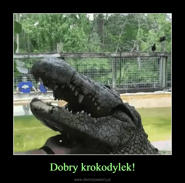 Dobry krokodylek! –  