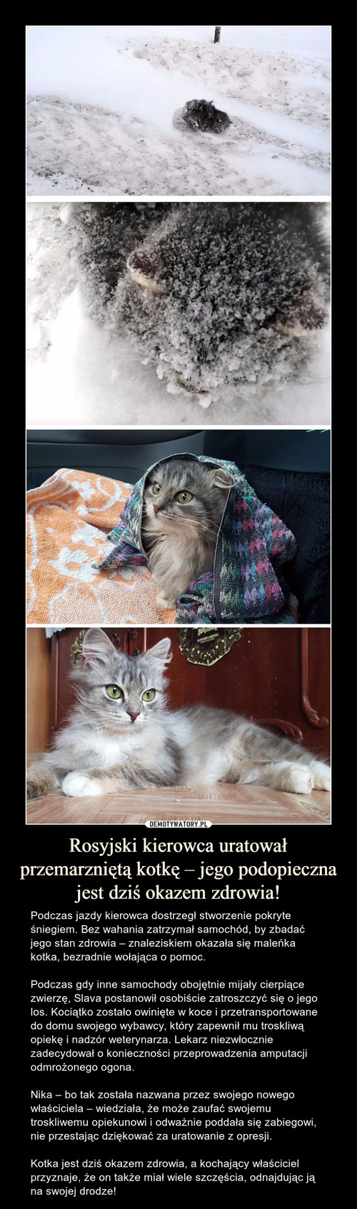 Rosyjski kierowca uratował przemarzniętą kotkę – jego podopieczna jest dziś okazem zdrowia!