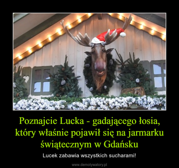 Poznajcie Lucka - gadającego łosia, który właśnie pojawił się na jarmarku świątecznym w Gdańsku – Lucek zabawia wszystkich sucharami! 