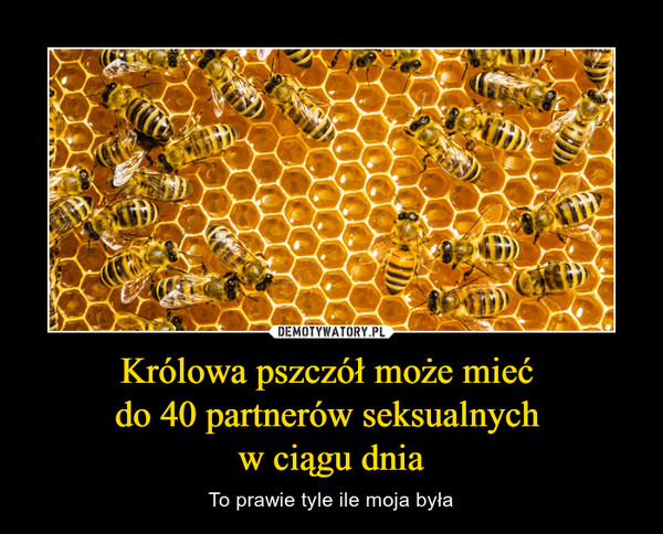 Królowa pszczół może mieć do 40 partnerów seksualnych w ciągu dnia – To prawie tyle ile moja była 