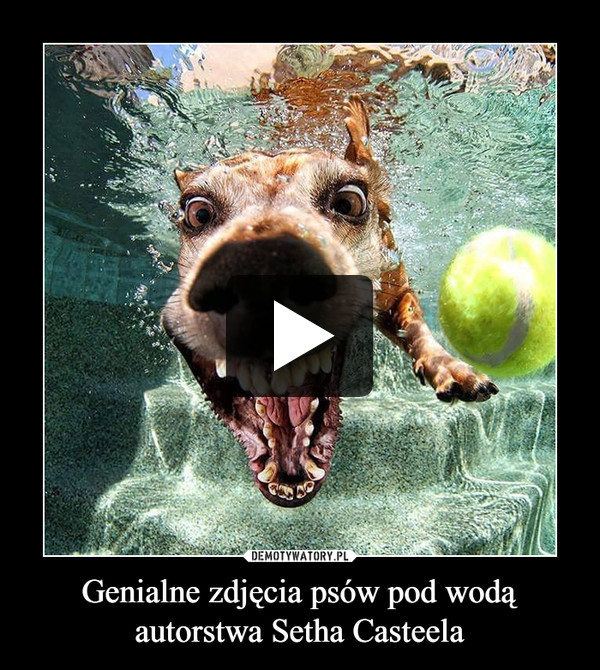 Genialne zdjęcia psów pod wodą autorstwa Setha Casteela –  