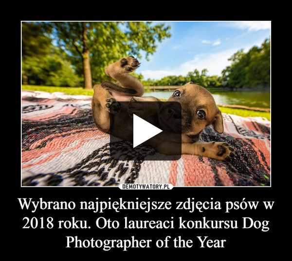 Wybrano najpiękniejsze zdjęcia psów w 2018 roku. Oto laureaci konkursu Dog Photographer of the Year