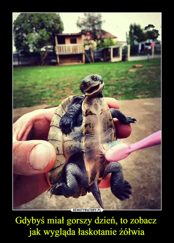 Gdybyś miał gorszy dzień, to zobacz 
jak wygląda łaskotanie żółwia