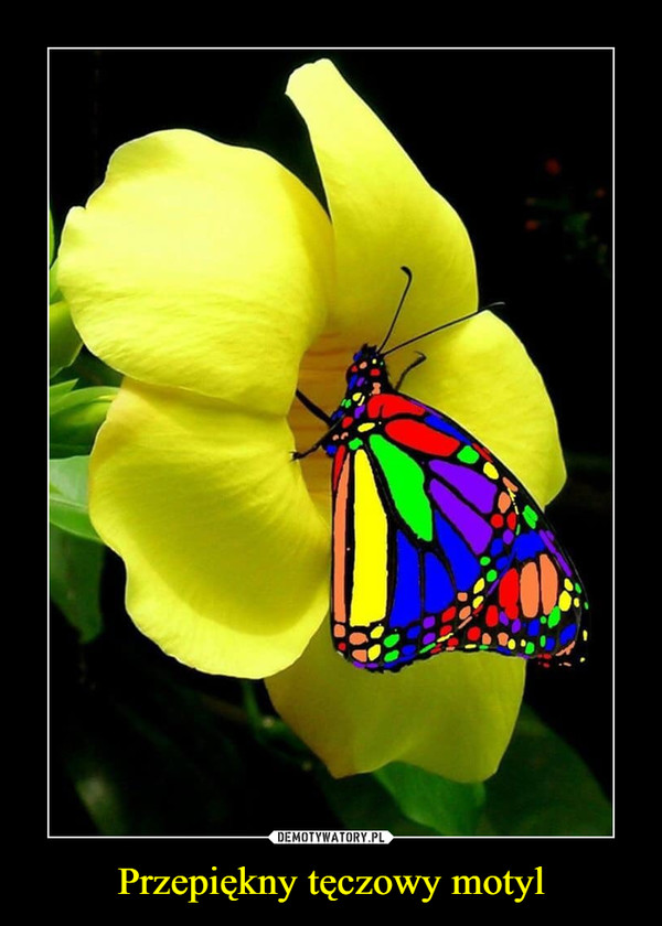 Przepiękny tęczowy motyl –  