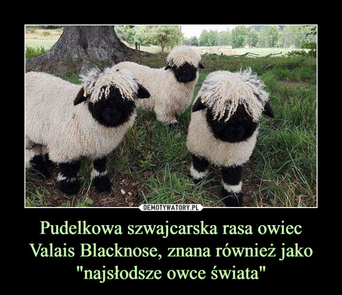 Pudelkowa szwajcarska rasa owiec Valais Blacknose, znana również jako "najsłodsze owce świata"