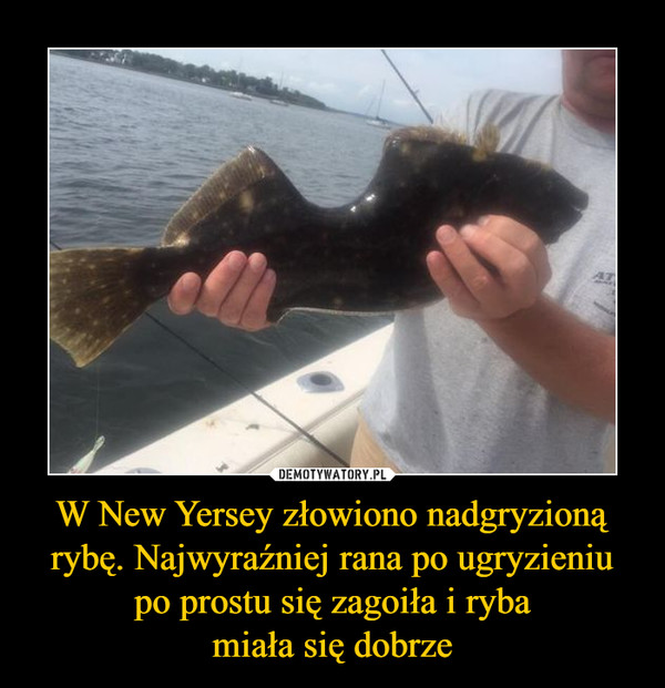 W New Yersey złowiono nadgryzioną rybę. Najwyraźniej rana po ugryzieniu po prostu się zagoiła i rybamiała się dobrze –  
