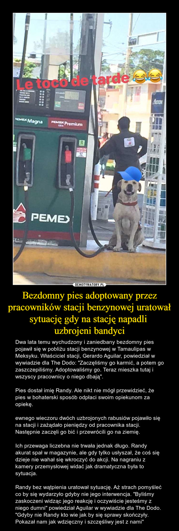 Bezdomny pies adoptowany przez pracowników stacji benzynowej uratował sytuację gdy na stację napadli 
uzbrojeni bandyci