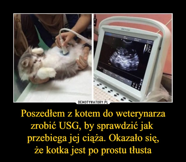 Poszedłem z kotem do weterynarza zrobić USG, by sprawdzić jak 
przebiega jej ciąża. Okazało się,
że kotka jest po prostu tłusta