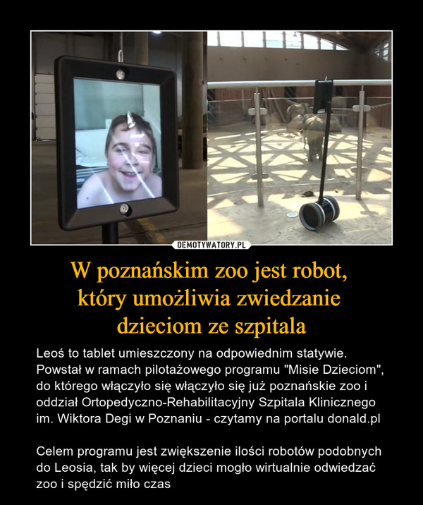 W poznańskim zoo jest robot, który umożliwia zwiedzanie dzieciom ze szpitala – Leoś to tablet umieszczony na odpowiednim statywie. Powstał w ramach pilotażowego programu "Misie Dzieciom", do którego włączyło się włączyło się już poznańskie zoo i oddział Ortopedyczno-Rehabilitacyjny Szpitala Klinicznego im. Wiktora Degi w Poznaniu - czytamy na portalu donald.plCelem programu jest zwiększenie ilości robotów podobnych do Leosia, tak by więcej dzieci mogło wirtualnie odwiedzać zoo i spędzić miło czas 