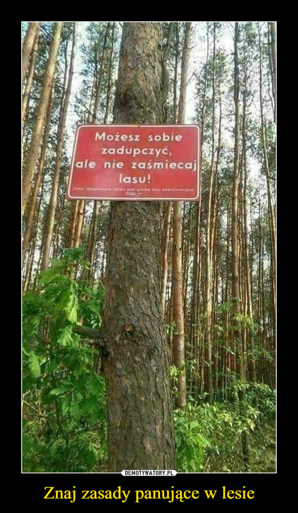 Znaj zasady panujące w lesie