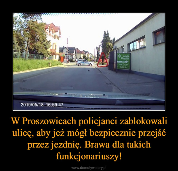 W Proszowicach policjanci zablokowali ulicę, aby jeż mógł bezpiecznie przejść przez jezdnię. Brawa dla takich funkcjonariuszy! –  