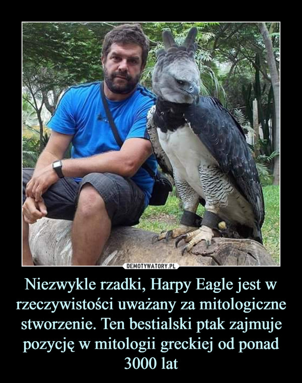 Niezwykle rzadki, Harpy Eagle jest w rzeczywistości uważany za mitologiczne stworzenie. Ten bestialski ptak zajmuje pozycję w mitologii greckiej od ponad 3000 lat