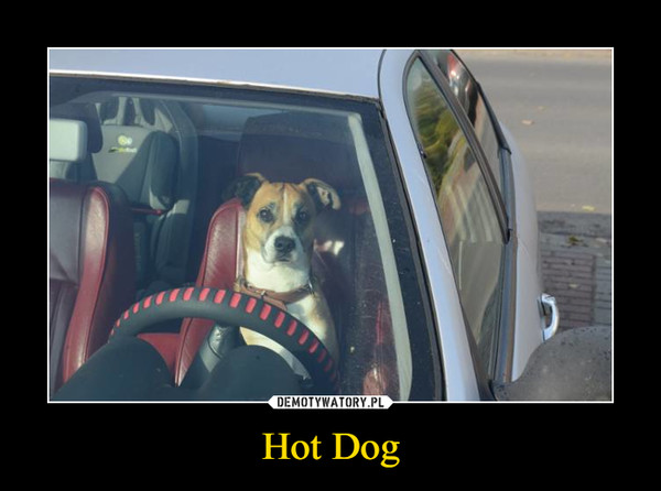 Hot Dog –  
