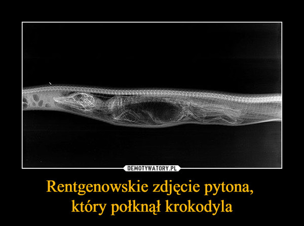Rentgenowskie zdjęcie pytona, który połknął krokodyla –  
