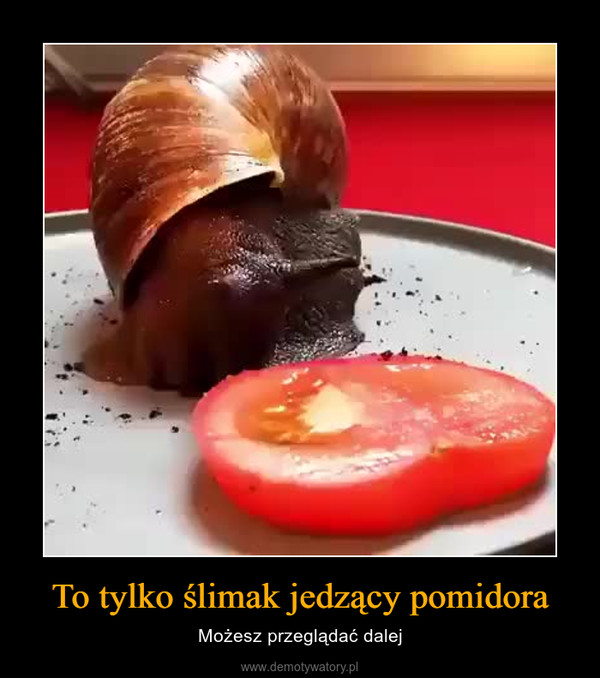 To tylko ślimak jedzący pomidora – Możesz przeglądać dalej 