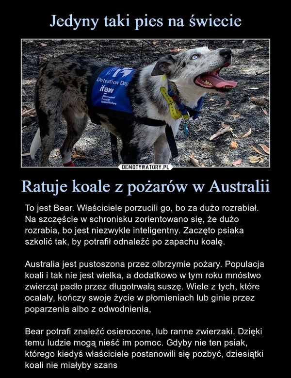 Jedyny taki pies na świecie Ratuje koale z pożarów w Australii