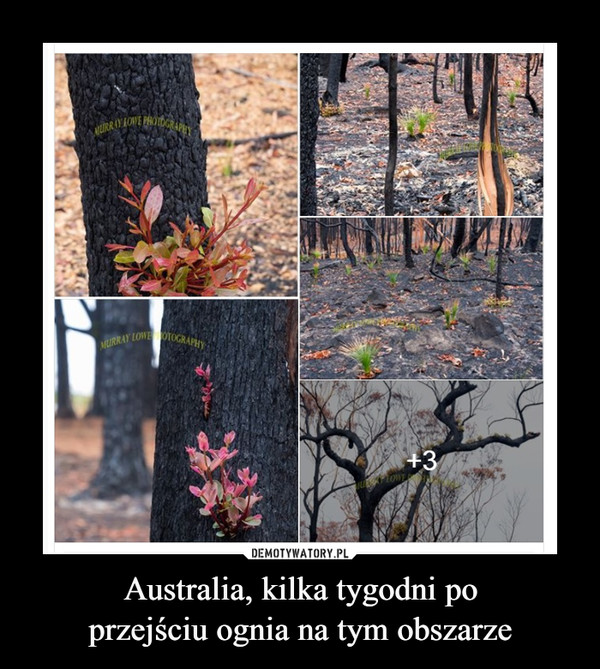 Australia, kilka tygodni po
przejściu ognia na tym obszarze