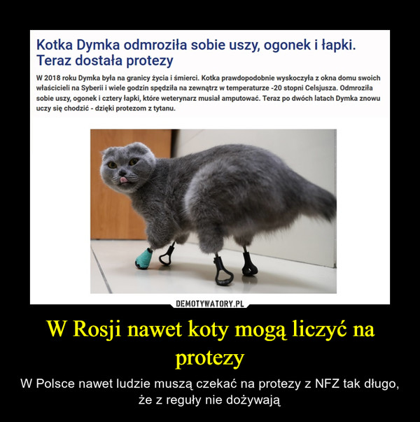 W Rosji nawet koty mogą liczyć na protezy – W Polsce nawet ludzie muszą czekać na protezy z NFZ tak długo, że z reguły nie dożywają Kotka Dymka odmroziła sobie uszy, ogonek i łapki. Teraz dostała protezy W 2018 roku Dymka była na granicy życia i śmierci. Kotka prawdopodobnie wyskoczyła z okna domu swoich właścicieli na Syberii i wiele godzin spędziła na zewnątrz w temperaturze -20 stopni Celsjusza. Odmroziła sobie uszy, ogonek i cztery łapki, które weterynarz musiał amputować. Teraz po dwóch latach Dymka znowu uczy się chodzić - dzięki protezom z tytanu.