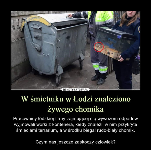 W śmietniku w Łodzi znaleziono
żywego chomika