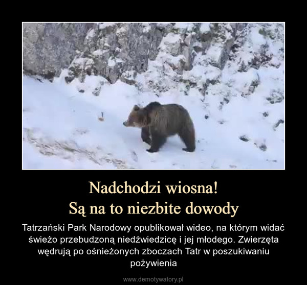 Nadchodzi wiosna!Są na to niezbite dowody – Tatrzański Park Narodowy opublikował wideo, na którym widać świeżo przebudzoną niedźwiedzicę i jej młodego. Zwierzęta wędrują po ośnieżonych zboczach Tatr w poszukiwaniu pożywienia 