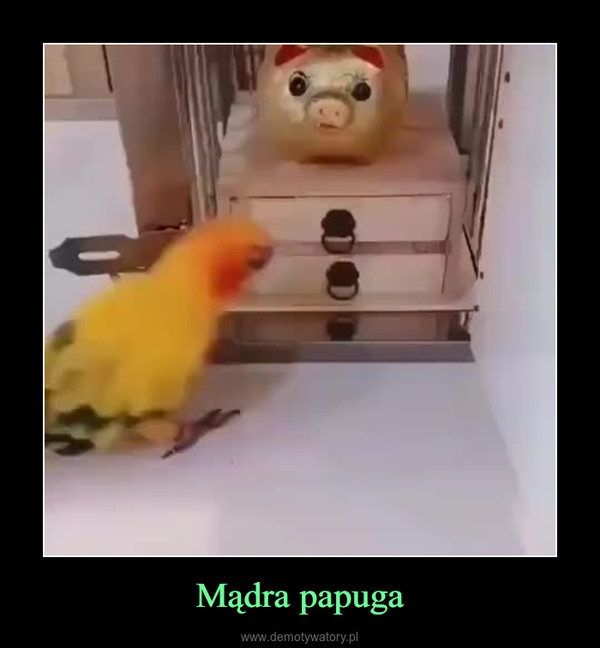 Mądra papuga –  