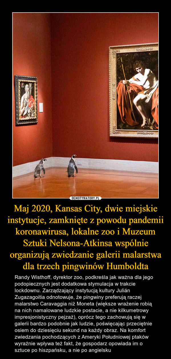 Maj 2020, Kansas City, dwie miejskie instytucje, zamknięte z powodu pandemii koronawirusa, lokalne zoo i Muzeum Sztuki Nelsona-Atkinsa wspólnie organizują zwiedzanie galerii malarstwa dla trzech pingwinów Humboldta